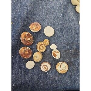 Cat's Eye Shiva - operculum shell turbo jewelry opercula charm Shiva 12pc Lot C